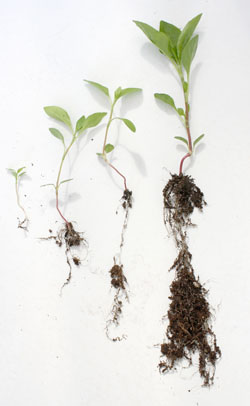 Polygonum tinctorium root system